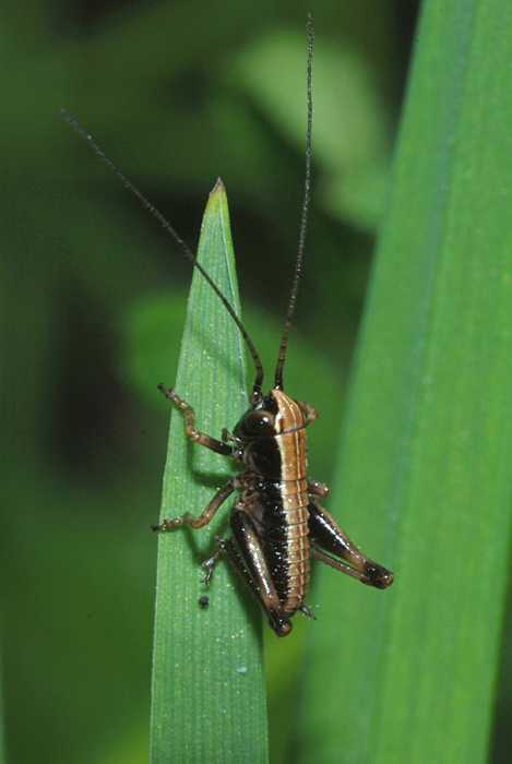 Tettigoniide?